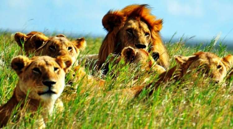 Leoni nella Savana